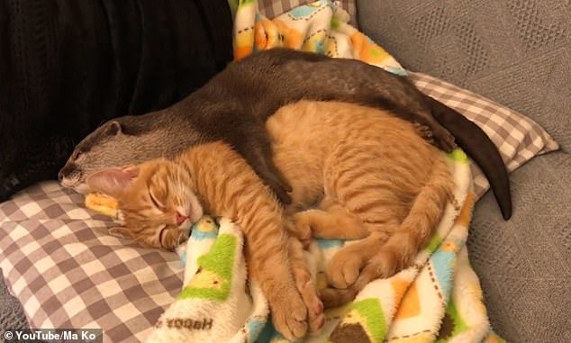 นากนอนกอดแมว