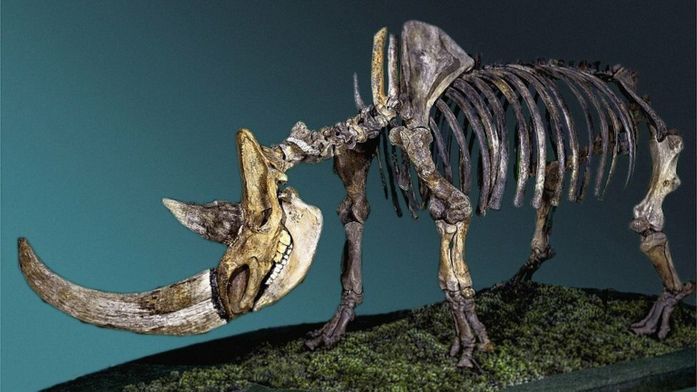 woolly-rhino-skeleton.