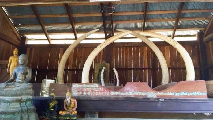 ลักงาช้าง400ปี