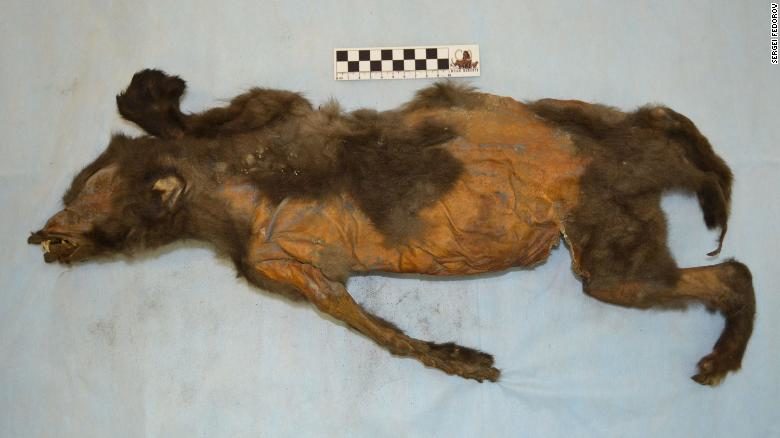 ผงะเจอซากสุนัขอายุ14,000 ปี