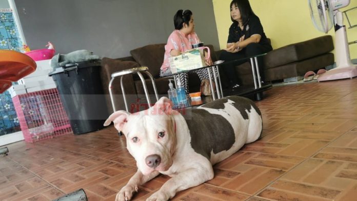 หงส์เยี่ยม6พิตบูล