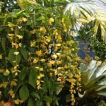 ‘สวนนงนุช’ เนรมิต ‘Garden Therapy’ มุมผ่อนคลายกาย-ใจ ในงาน ‘Healthcare 2020’