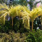 ‘สวนนงนุช’ เนรมิต ‘Garden Therapy’ มุมผ่อนคลายกาย-ใจ ในงาน ‘Healthcare 2020’