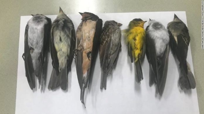 นกตายเกลื่อนหลายแสนตัว