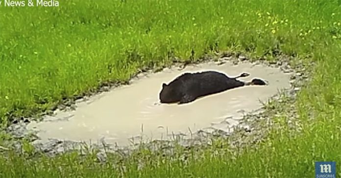 หมีนอนเอาหัวจุ่มน้ำ