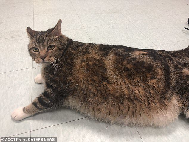 แมวอ้วน13กิโลถูกทิ้ง “ลาซานญา” ได้นายใหม่พาไปลดน้ำหนัก - ข่าวสด