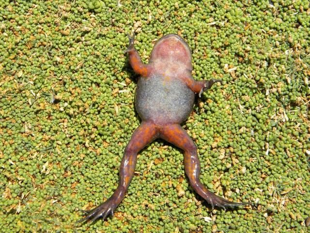 กบผี
