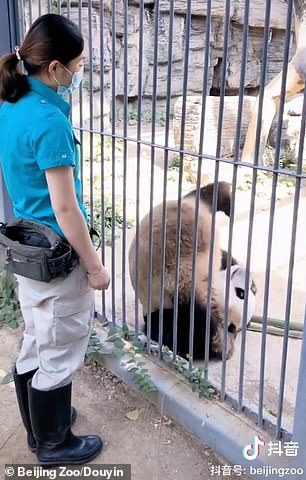 สวนสัตว์แจงแพนด้าไม่ได้หัวล้าน