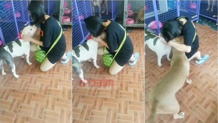 หงส์เยี่ยม6พิตบูล