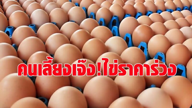 เกษตรกรเลี้ยงไก่โอด! ไข่ราคาถูกมาก ขายขาดทุน-ภาระต้นทุนวัตถุดิบอาหารสัตว์สูงซ้ำเติม เกษตรกรเลี้ยงไก่โอด! ไข่ราคาถูกมาก ขายขาดทุน-ภาระต้นทุนวัตถุดิบอาหารสัตว์สูงซ้ำเติม