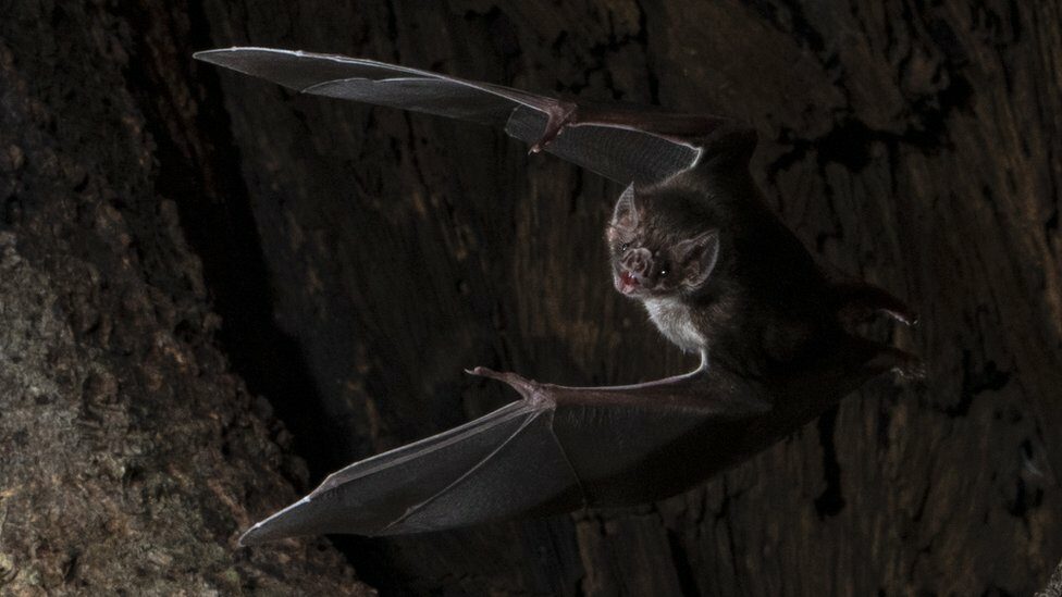 A vampire bat