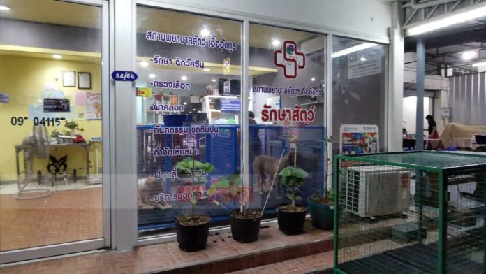 หงษ์เท6พิตบูล