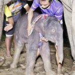 วินาทีลูกช้างน้อยลืมตาดูโลก ทำพิธีรับขวัญเชือกที่ 97 ปางช้างลูกดกที่สุดในประเทศ