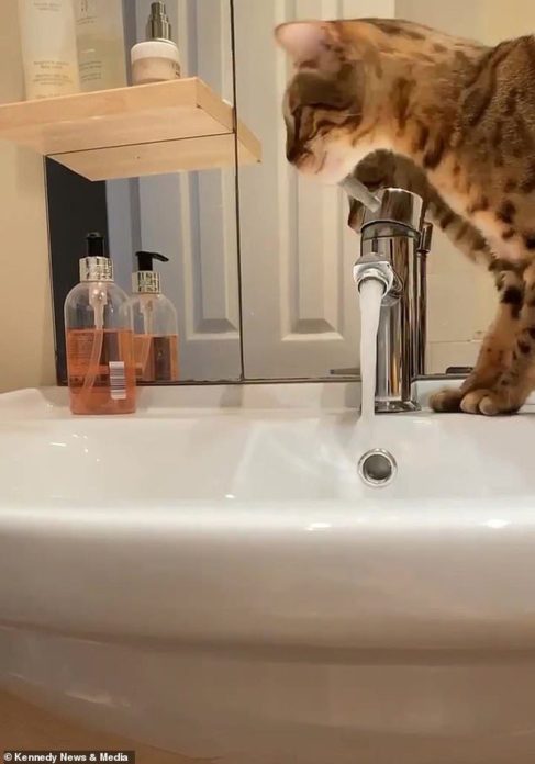 แมวแสนซนทำน้ำท่วมห้อง-
