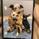 สุนัข3สหาย กลายเป็นดาวดังเยอรมัน แอ๊กท่าถ่ายรูป ตามที่เจ้านายให้ดู