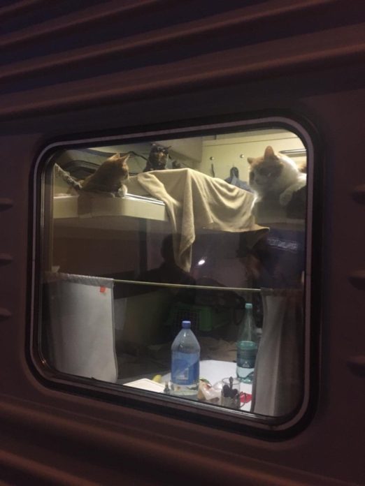 แมวบนรถไฟ ที่รัสเซียไฮโซ จองนั่งทั้งตู้ แต่เหมียวเมืองจีน