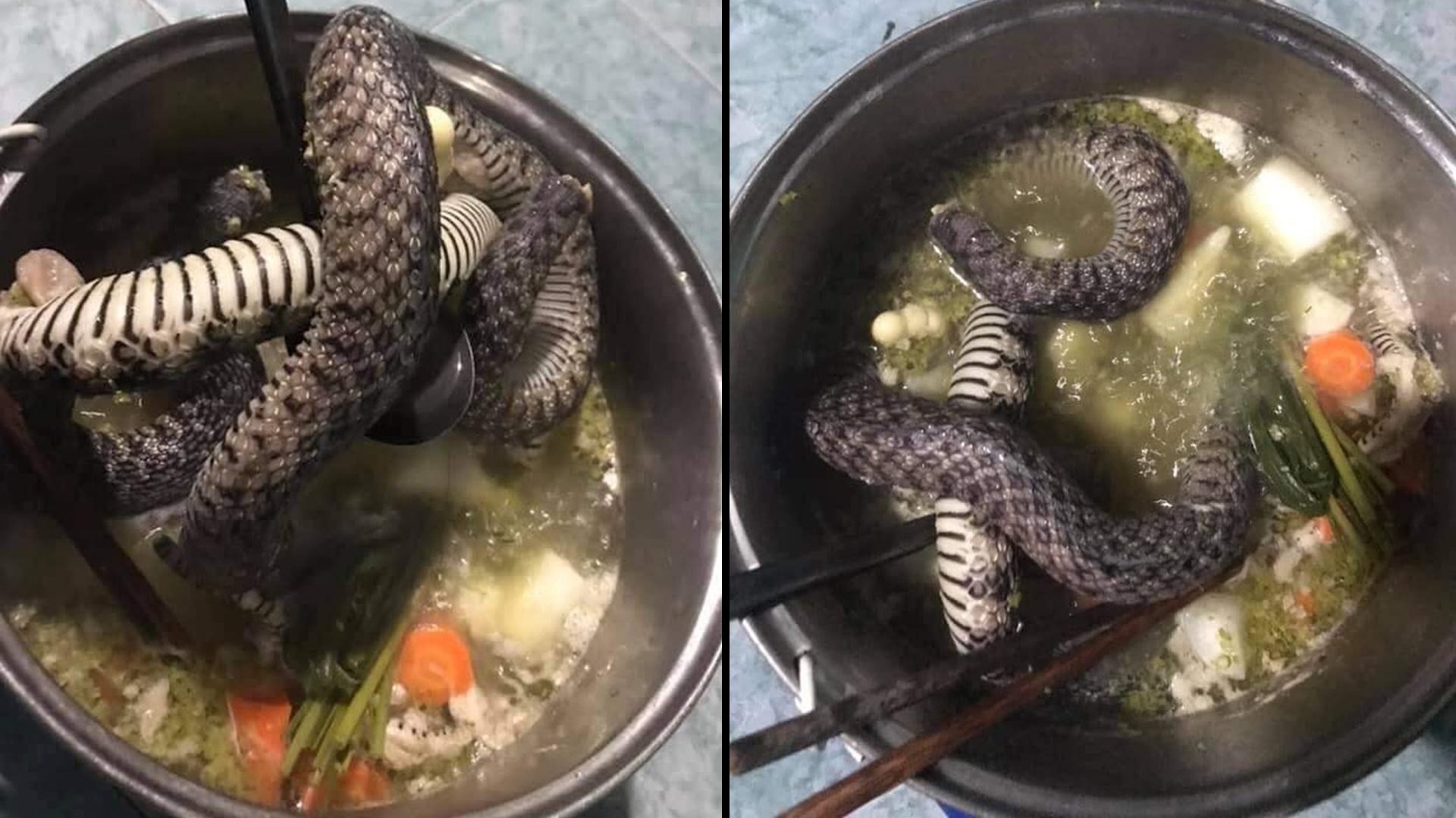 นักศึกษามาเลเซีย จับ "งู" มาต้มกิน แทนมาม่า ประทังความหิวยามสิ้นเดือน