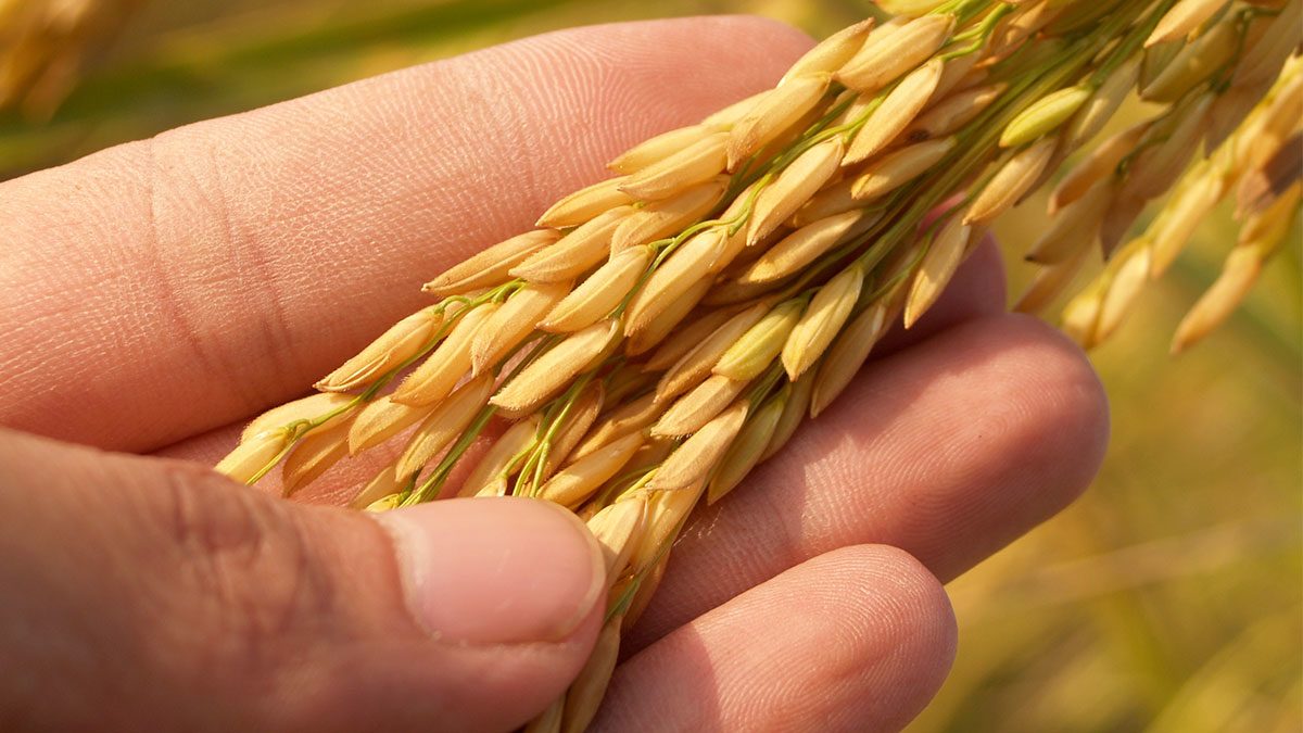 ส่งออกเซ็ง ข้าวไทย จ่อแพ้พม่า-จีน ชี้รัฐเมินพัฒนาสายพันธุ์ ทำร่วง! - ข่าวสด