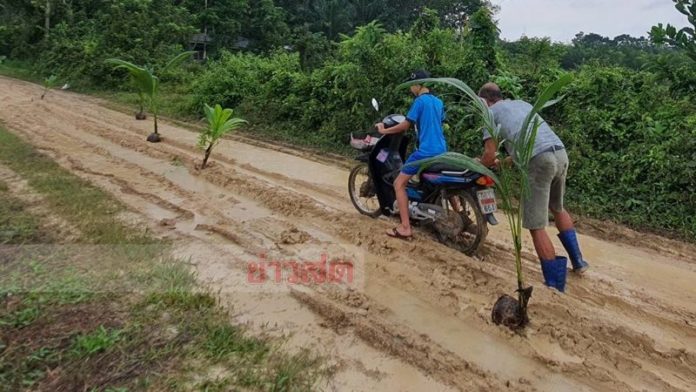 ปลูกมะพร้าวบนถนน
