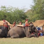 การแสดงช้าง จัดใหญ่แบบสมจริง ในโอกาส 60 ปีของการจัดงาน