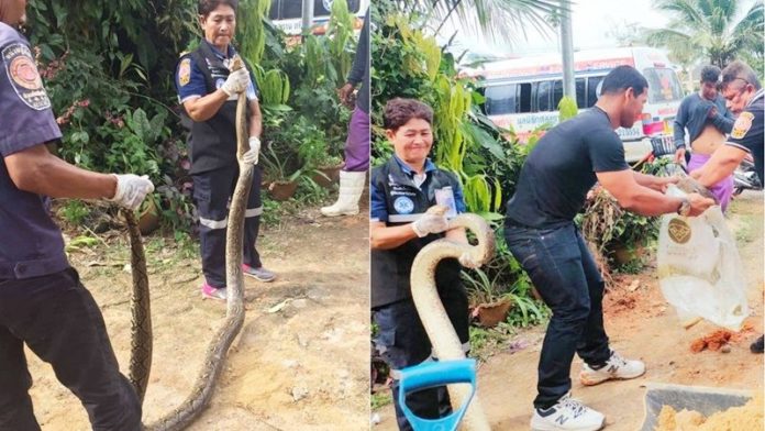 ผงะงูยักษ์ผัว-เมีย