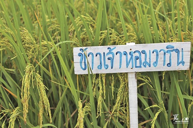 ‘ข้าวไทย’ทางเลือก-ทางรอด ‘รัฐ-พ่อค้า-ชาวนา’ร่วมฝ่าวิกฤต