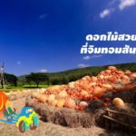 จิม ทอมป์สัน ฟาร์มทัวร์ ชวนคนไทยเที่ยวรับลมหนาว “ดอกไม้บาน อีสานม่วนซื่น”