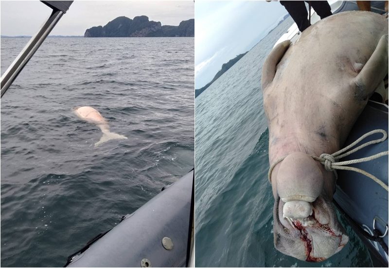 พะยูน ท้องแก่ใกล้คลอด ถูกฆ่าตาย-ตัดเขี้ยว ลอยในทะเลตรัง เผยมีบาดแผลถูกแทงหลายแห่ง
