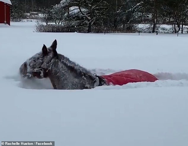 ม้าเริงร่าวิ่งลุยหิมะ