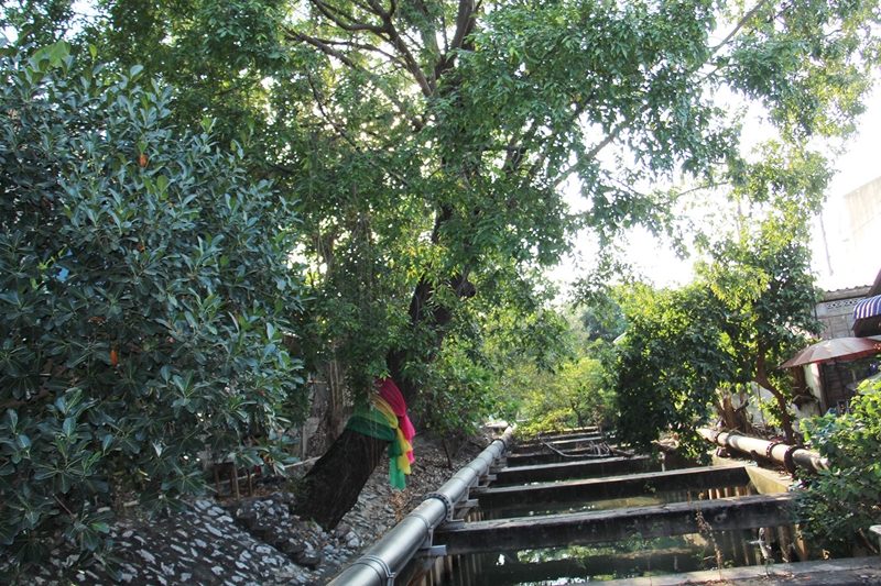 ชาวบ้านแห่ดู เสาไม้ตะเคียน ศาลเจ้าแม่หญิงทับแก้ว ตกน้ำมัน ด้านหลังวัดช่องลม จ.ราชบุรี