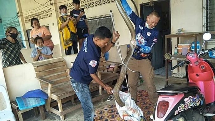 ผวางูจงอาง5เมตร 