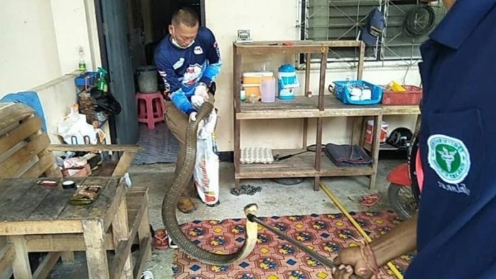 ผวางูจงอาง5เมตร 