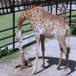 นักท่องเที่ยวลุ้น! นาที แม่ยีราฟตกลูก สวนสัตว์เปิดเขาเขียว ต้อนรับปีใหม่