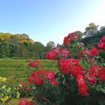 Rose Garden สวนกุหลาบแห่งรัก สวนฯสมเด็จพระนางเจ้าสิริกิติ์
