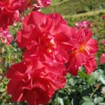 Rose Garden สวนกุหลาบแห่งรัก สวนฯสมเด็จพระนางเจ้าสิริกิติ์