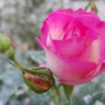 Rose Garden สวนกุหลาบแห่งรัก สวนฯสมเด็จพระนางเจ้าสิริกิติ์