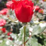 Rose Garden สวนกุหลาบแห่งรัก สวนฯสมเด็จพระนางเจ้าสิริกิติ์