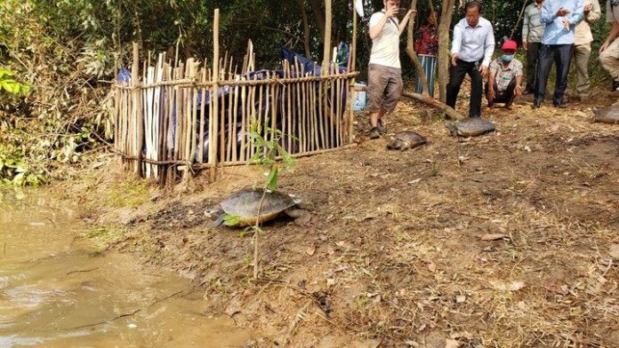 กัมพูชาปล่อยเต่าหลวง