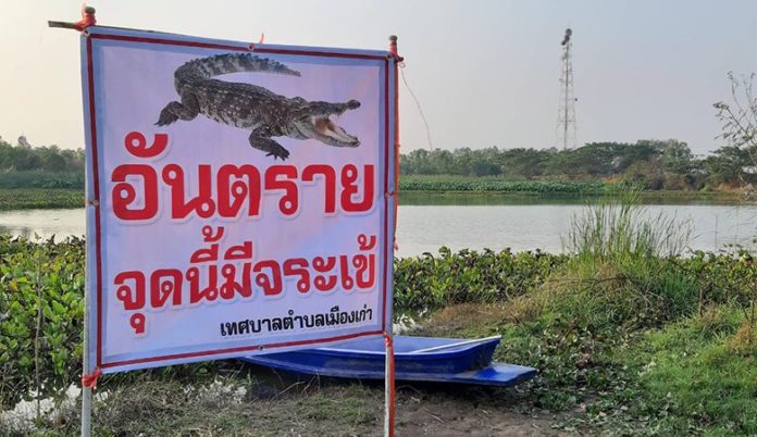 ไม่กลัวแล้ว ชาวบ้านแห่ดูจระเข้