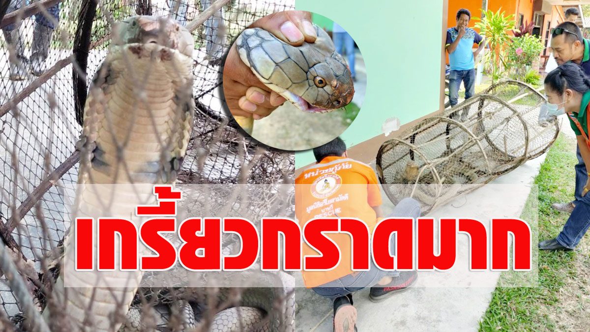 ผงะเจอ ผงะเจอ