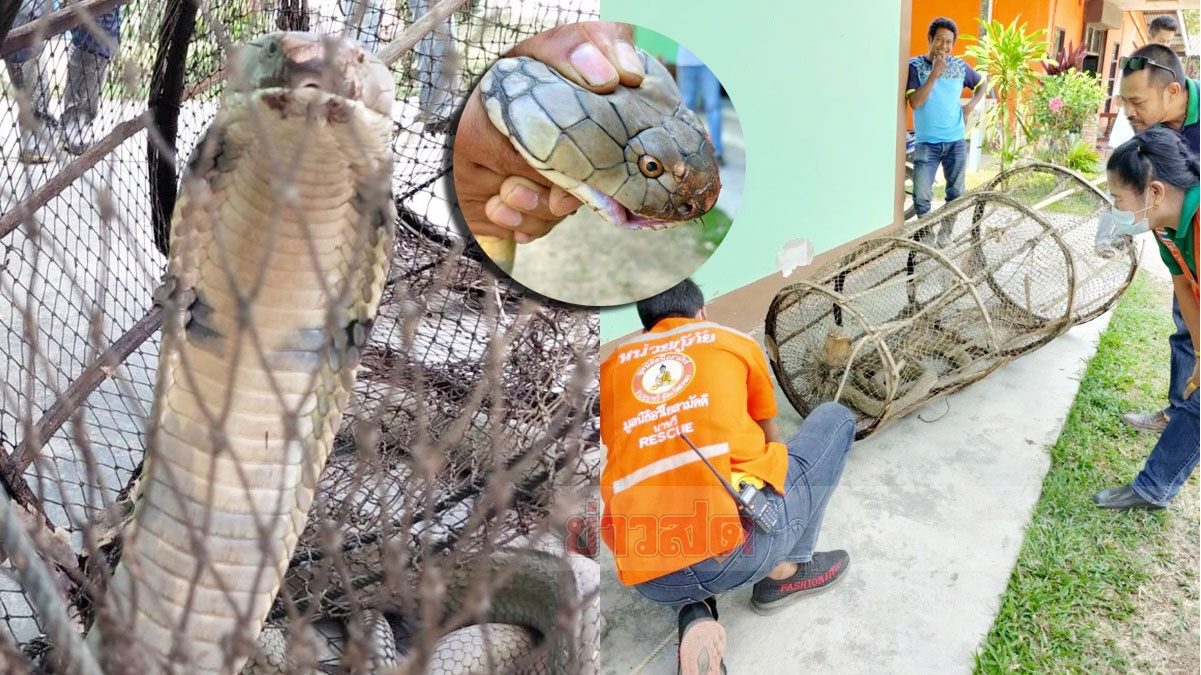 ผงะเจอ ผงะเจอ