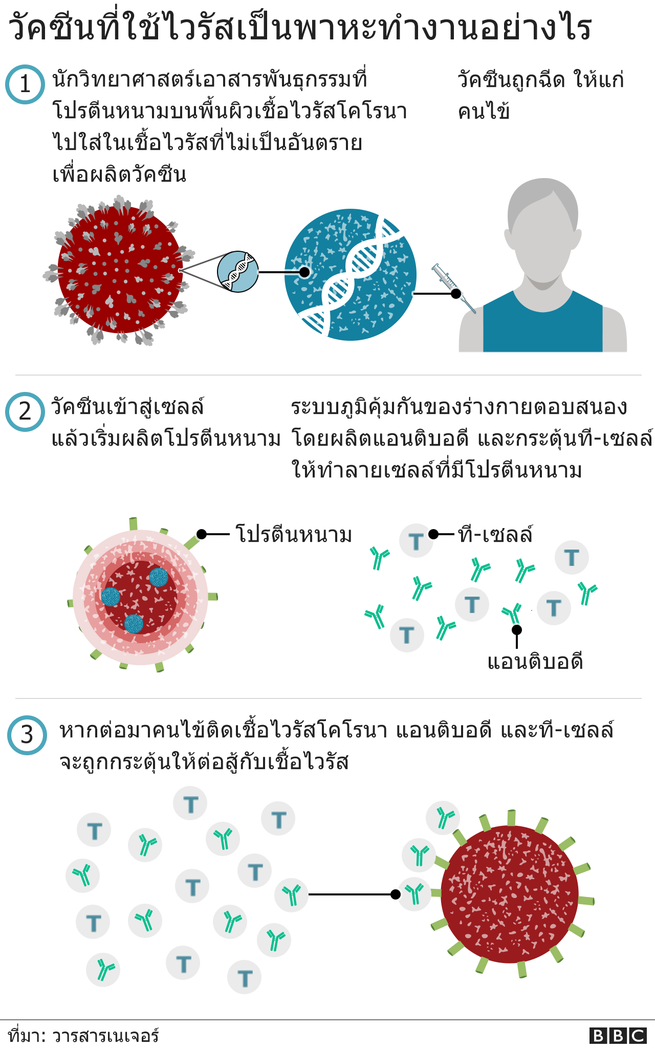 วัคซีนที่ใช้ไวรัสเป็นพาหะ ทำงานอย่างไร