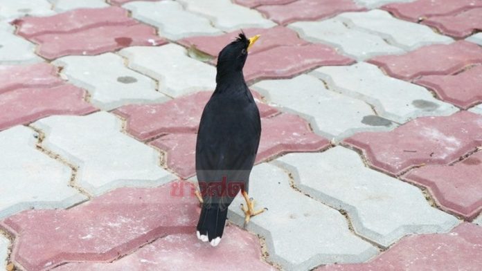 นกเอี้ยงใบ้หวย