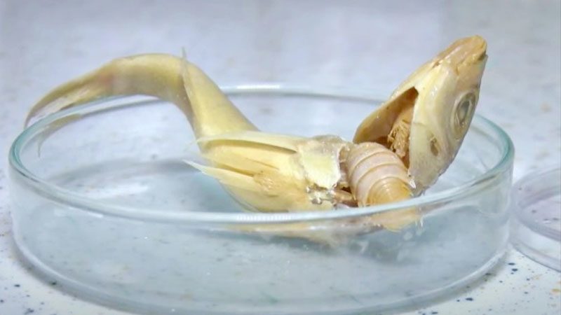 ปรสิตกินลิ้นชนิดใหม่