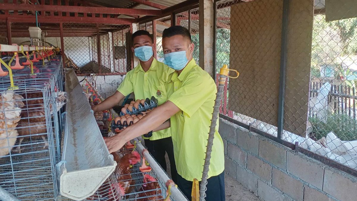 สดจากเยาวชน - เด็กชนเผ่าเรียนรู้ ‘ไก่ไข่’สร้างอาชีพ สดจากเยาวชน - เด็กชนเผ่าเรียนรู้ ‘ไก่ไข่’สร้างอาชีพ