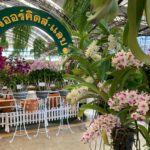 แอร์ออร์คิดส์ ซูเปอร์มาร์เก็ตกล้วยไม้ แห่งแรกของไทย เปิดโซนใหม่ให้ช้อปปิ้งกล้วยไม้หลากหลายสายพันธุ์