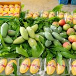สร้างงาน-เพิ่มรายได้ชุมชน ราชบุรีพร้อมขายมะม่วงคุณภาพพรีเมี่ยม