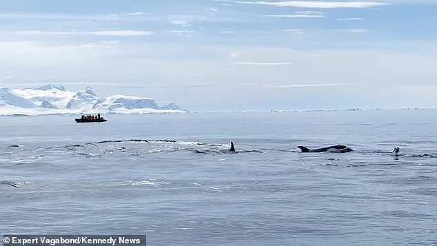 เพนกวินหนีตายฝูงวาฬเพชฌฆาต