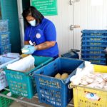 สร้างงาน-เพิ่มรายได้ชุมชน ราชบุรีพร้อมขายมะม่วงคุณภาพพรีเมี่ยม