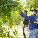 ทหารพัฒนา ช่วยเหลือเกษตรกร ซื้อผลไม้ล้นตลาด